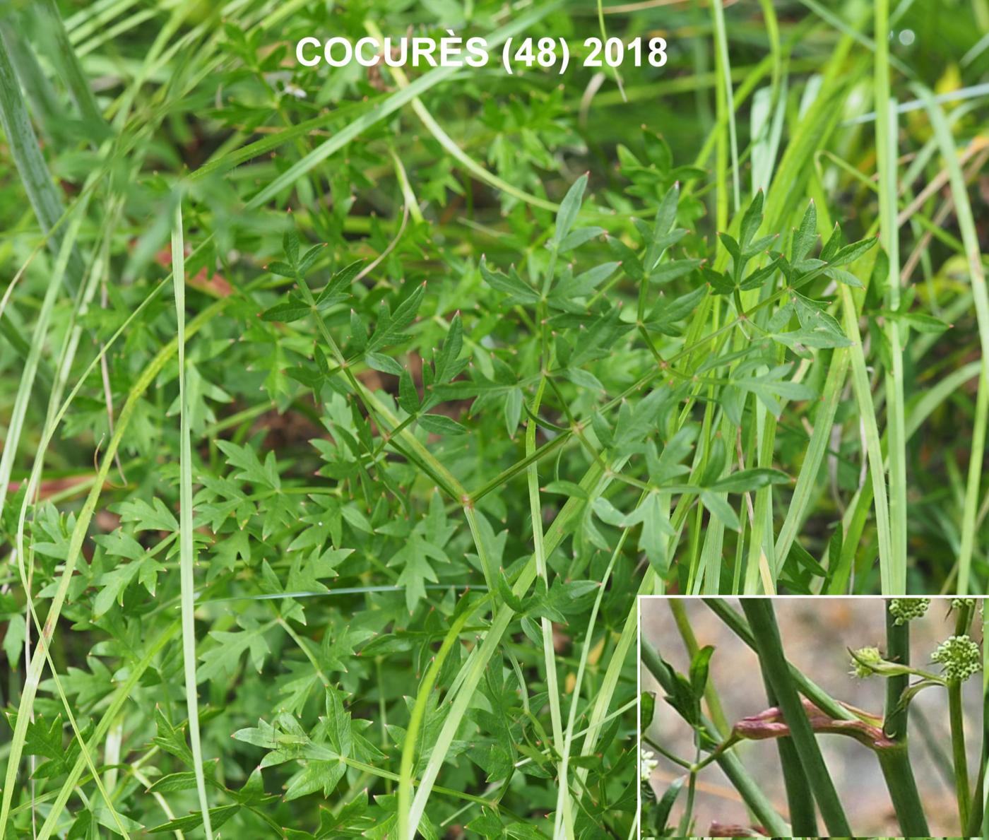 Masterwort, [Mountain parsley] leaf